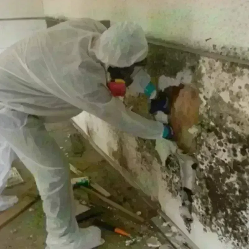 Mold Remediation and Removal in Tamaqua, PA